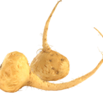 Maca