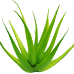 ALOE VERA collagene beauté